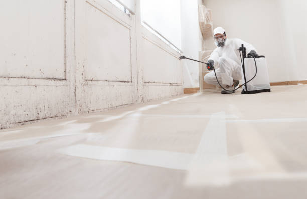 Black mold remediation team in Louisburg