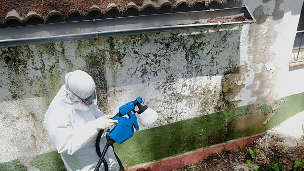 Mold Removal service in Louisburg